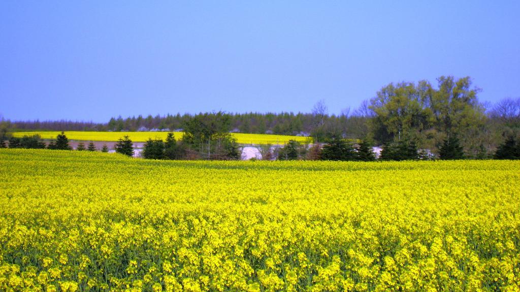 Olholm Cottage Stege Ruang foto